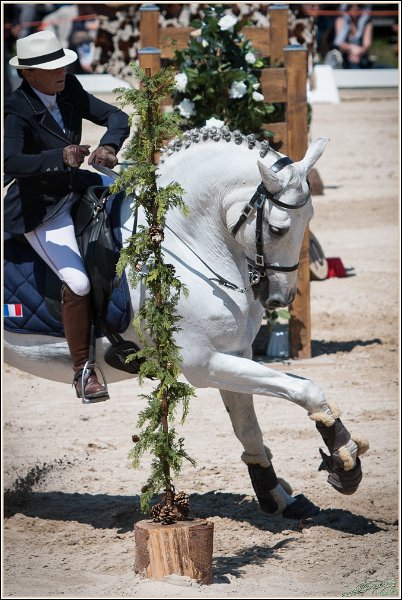 Pferd International 173